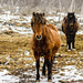 Icelandic horses in the snow by elisasaeter