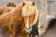 12th Apr 2017 - Icelandic horse in the snow