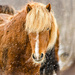 Icelandic horse in the snow by elisasaeter