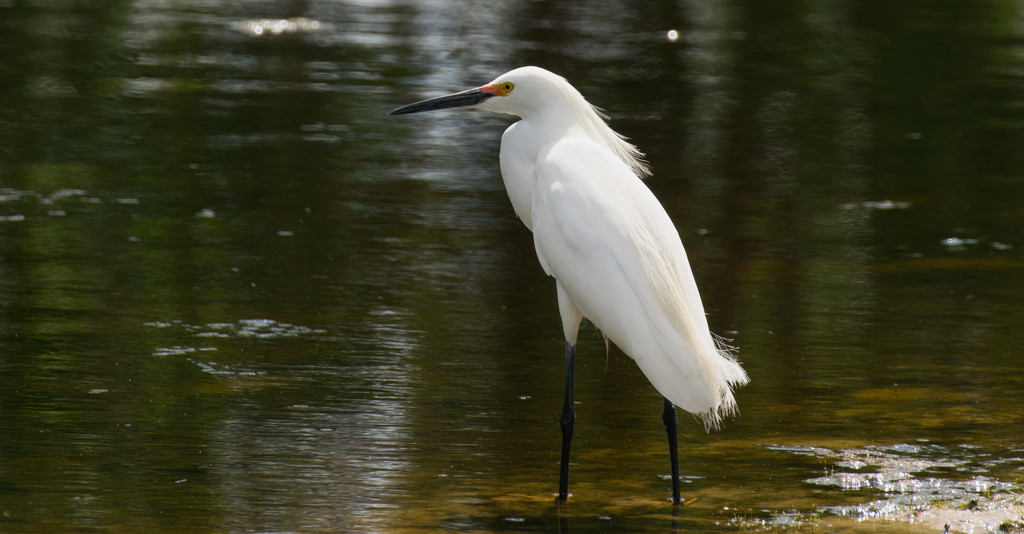Snowy Egret! by rickster549