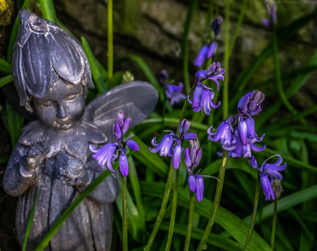 Bluebell fairy by inthecloud5