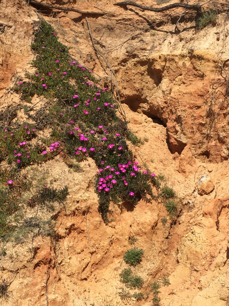 Flowers on the cliff.  by cocobella