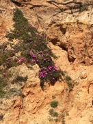 13th Apr 2017 - Flowers on the cliff. 