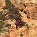 Flowers on the cliff.  by cocobella