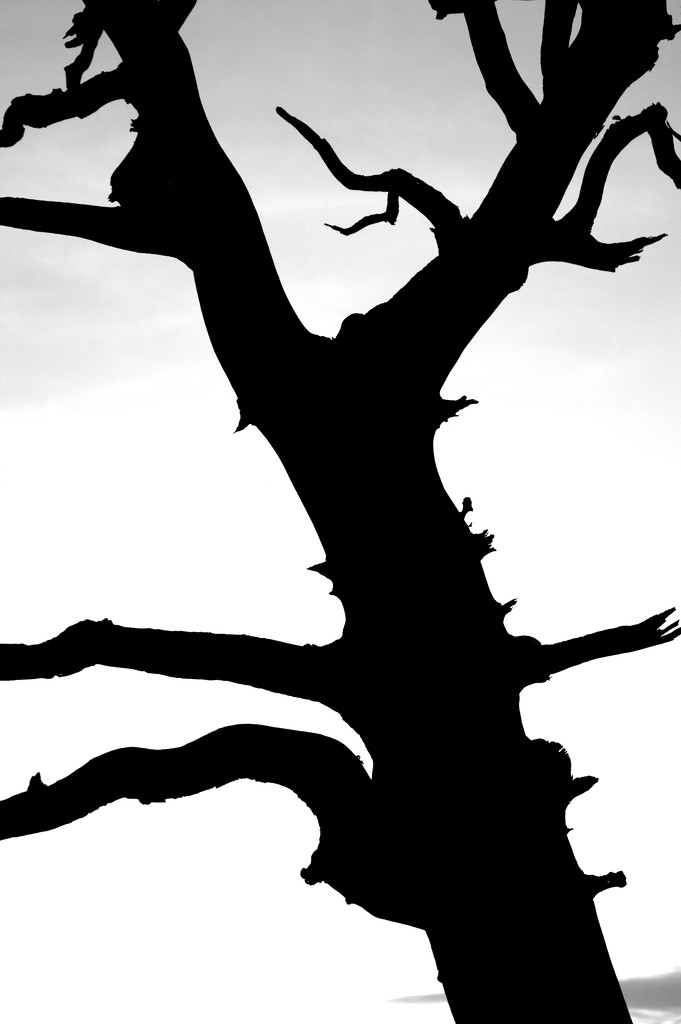 Monochrome Tree by redandwhite