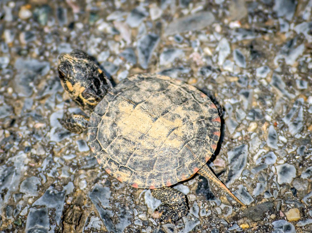 Baby Turtle Another View by marylandgirl58