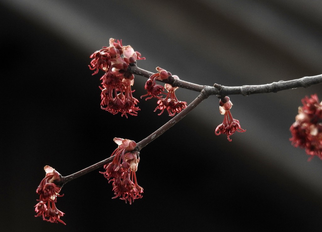 red maple in spring by amyk