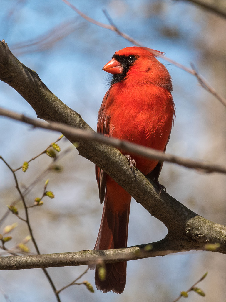 Cardinal by dridsdale