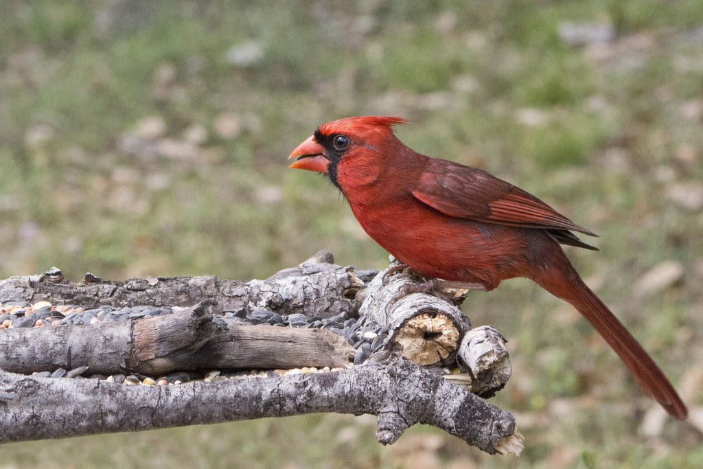 Mr. Cardinal by gaylewood