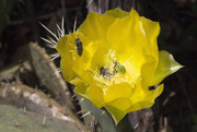11th Apr 2017 - Prickly Pear Cactus Bloom