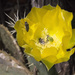 Prickly Pear Cactus Bloom by gaylewood