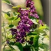 Lilac by essiesue