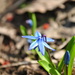Day 100:  Little Blue Flower  by jeanniec57