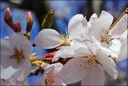 12th Apr 2017 - Cherry Blossom Splendor