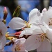Cherry Blossom Splendor by olivetreeann