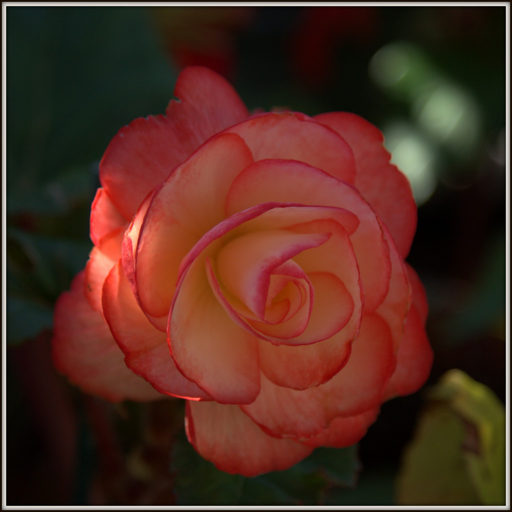 Begonia by dide