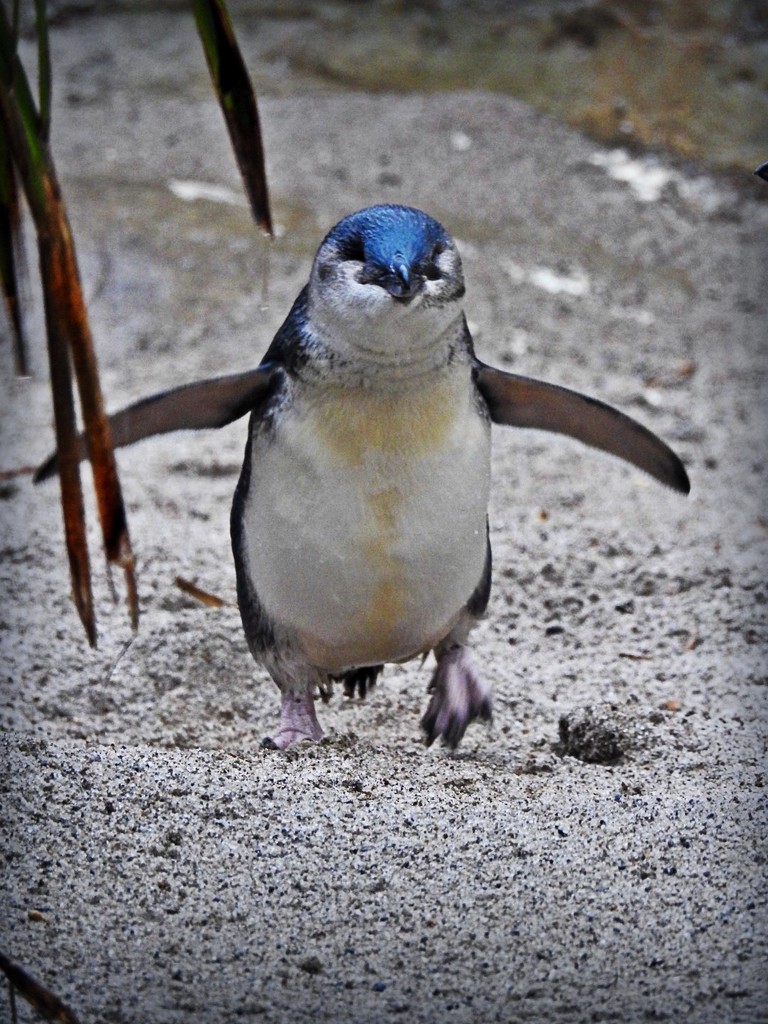 Little blue penguin by yorkshirekiwi
