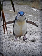 13th Apr 2017 - Little blue penguin