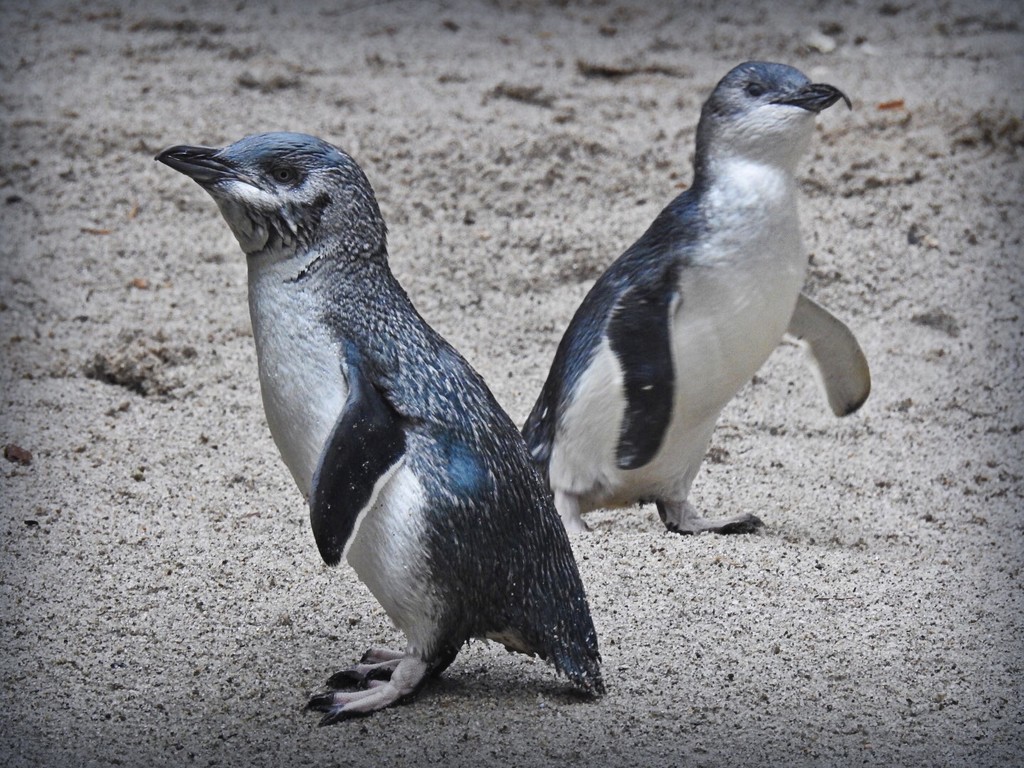 A pair of little blue penguins by yorkshirekiwi