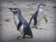13th Apr 2017 - A pair of little blue penguins
