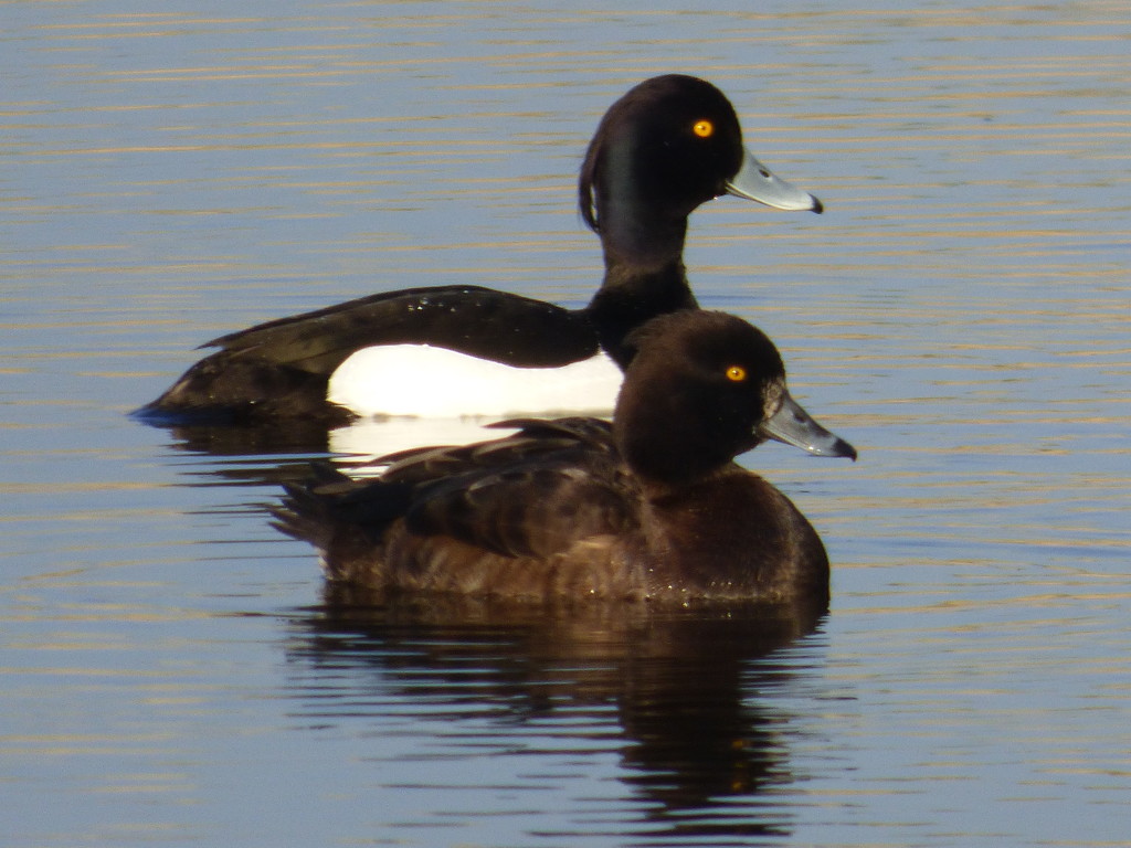 Pair of Tufted Ducks by julienne1