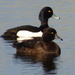 Pair of Tufted Ducks by julienne1