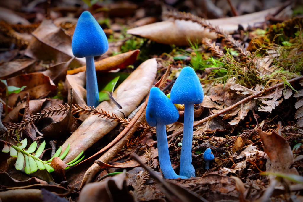 Blue Mushrooms by dkbarnett