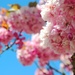 Beautiful Blossom by cookingkaren