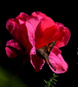 13th Apr 2017 - Azaleas and butterfly, Magnolia Gardens, Charleston, SC
