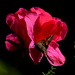 Azaleas and butterfly, Magnolia Gardens, Charleston, SC by congaree