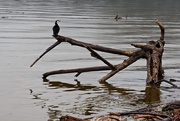 12th Apr 2017 - Cormorant perching on driftwood