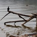 Cormorant perching on driftwood by kiwinanna