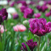 The Girliest of Tulips by alophoto