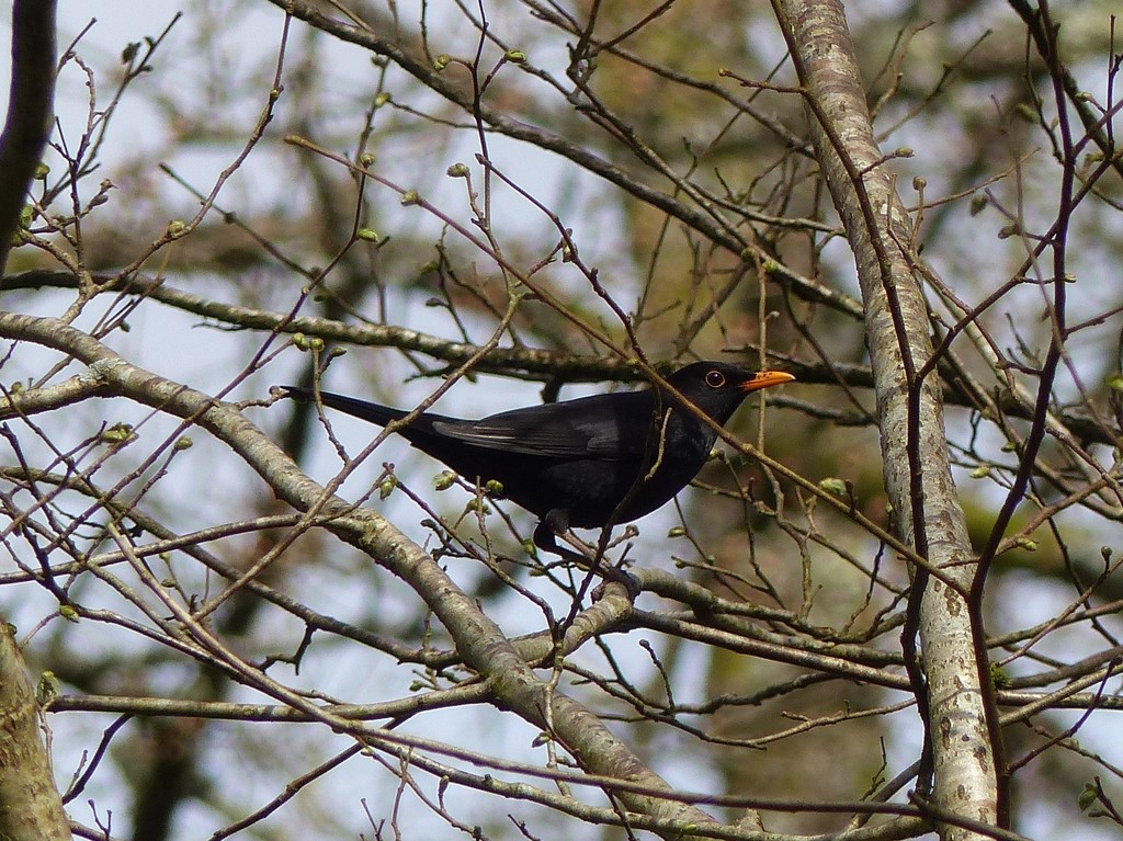  Blackbird  by susiemc