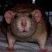 A cute pet rat.  by dorim