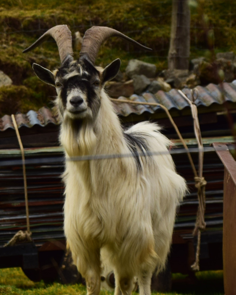 goat by ianmetcalfe