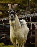 10th Apr 2017 - goat
