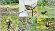 13th Apr 2017 - Some birdds I saw at Priory