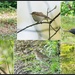 Some birdds I saw at Priory by rosiekind