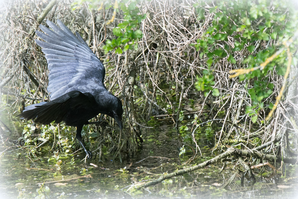 Crow by rosiekind