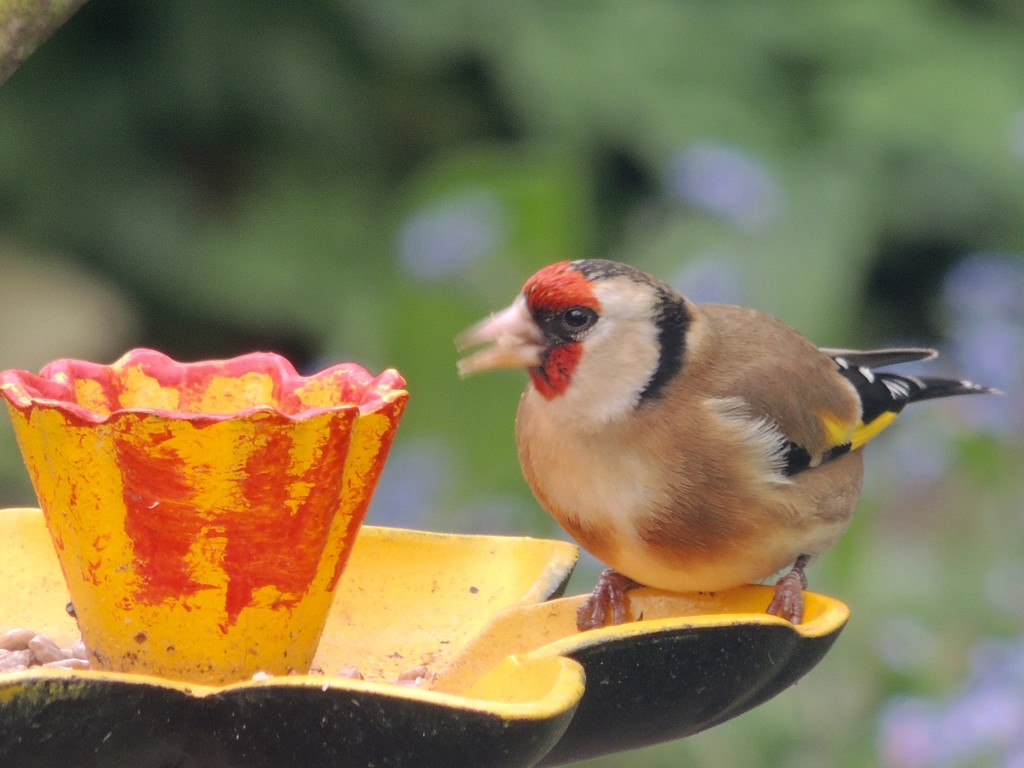 Goldfinch  by rosiekind
