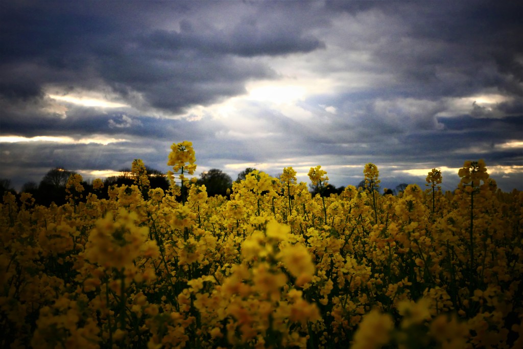 There be rain coming! by carole_sandford