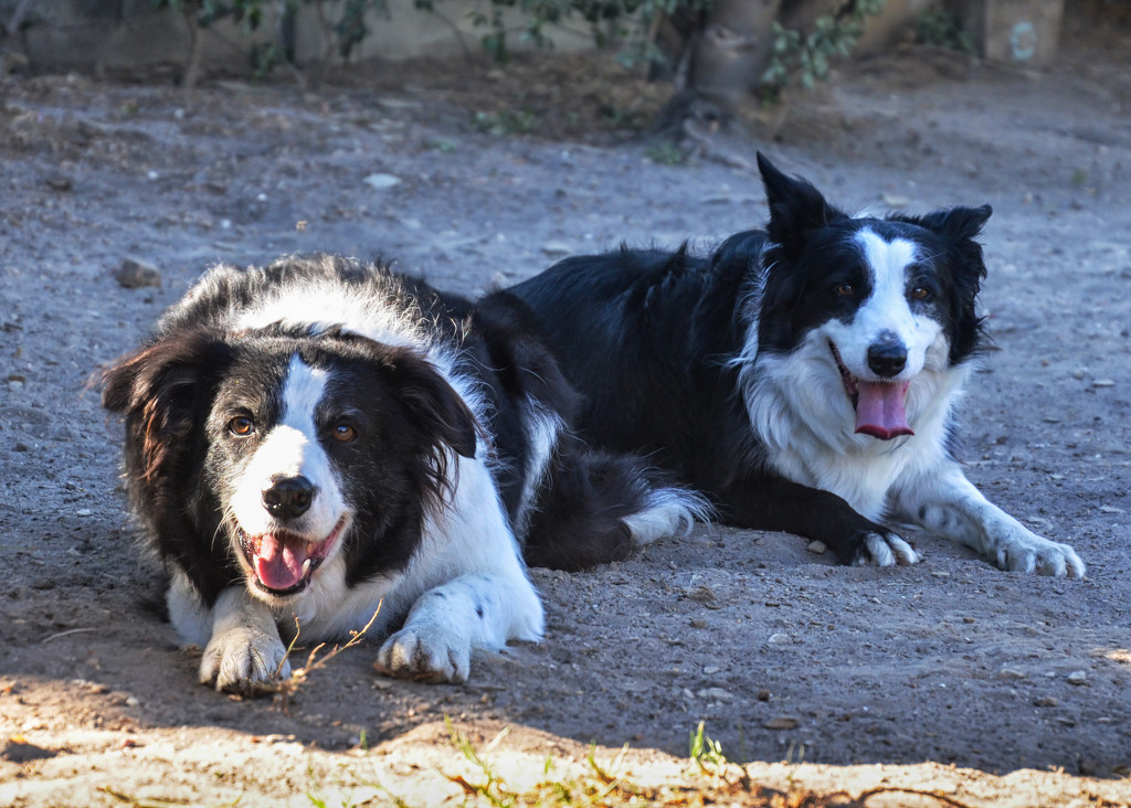 Two Collies by salza