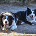 Two Collies by salza
