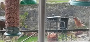 13th Apr 2017 - Feathered friends at the kitchen window 