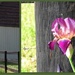 Country Irises by homeschoolmom