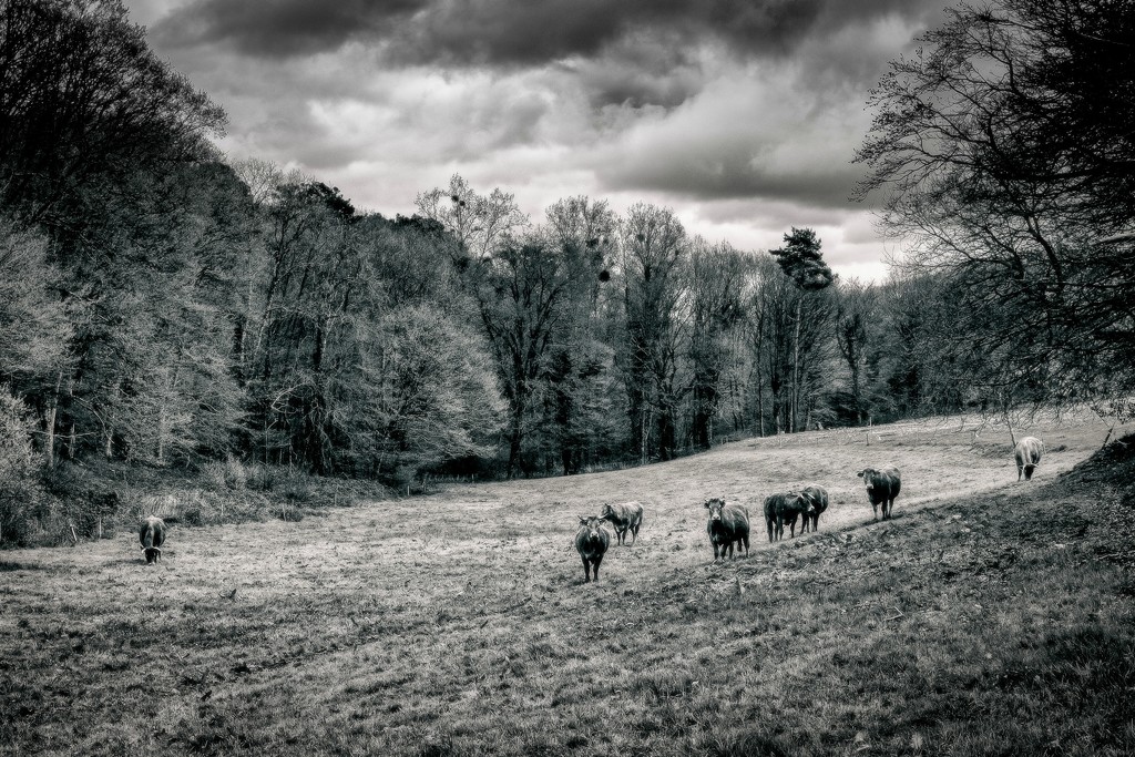 PLAY April - Fuji 27mm f/2.8: Grazing by vignouse