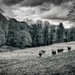 PLAY April - Fuji 27mm f/2.8: Grazing by vignouse