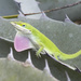 Anole on Agave by gaylewood