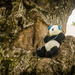 (Day 59) - Escape the Panda-monium by cjphoto
